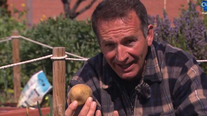 Aquí la Tierra - Es el momento de sembrar patatas