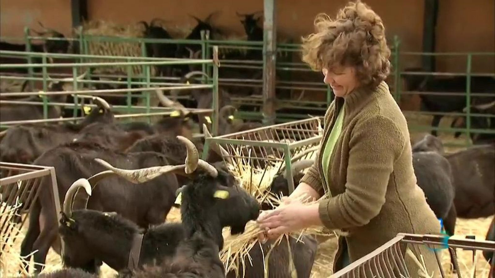 SOS Alimentos (Karra al rescate) - Ávila - ver ahora