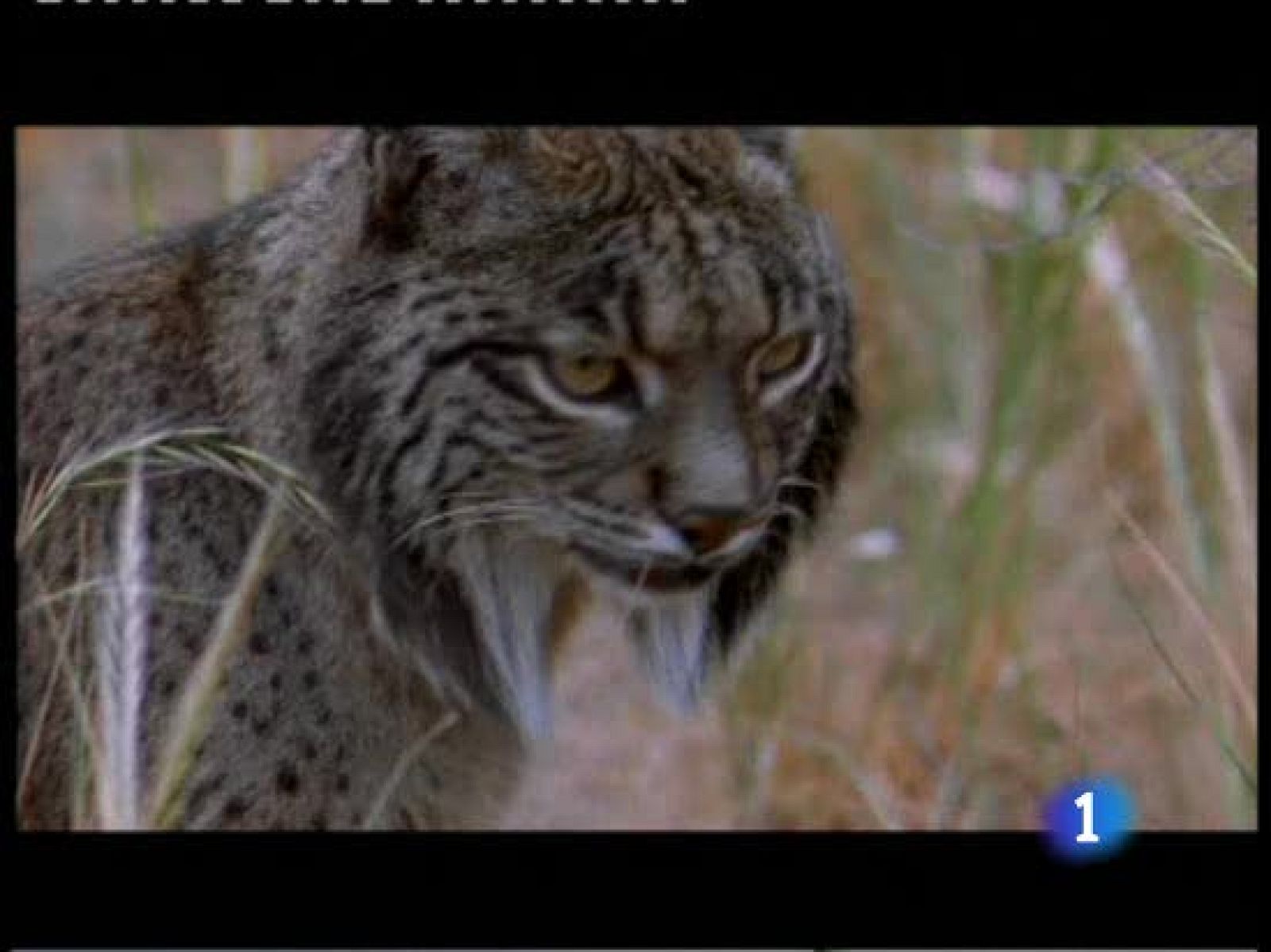 La ONU recuerda en todo el mundo que la biodiversidad está en peligro - Ciencia y tecnología en Rtve.es | Ver
