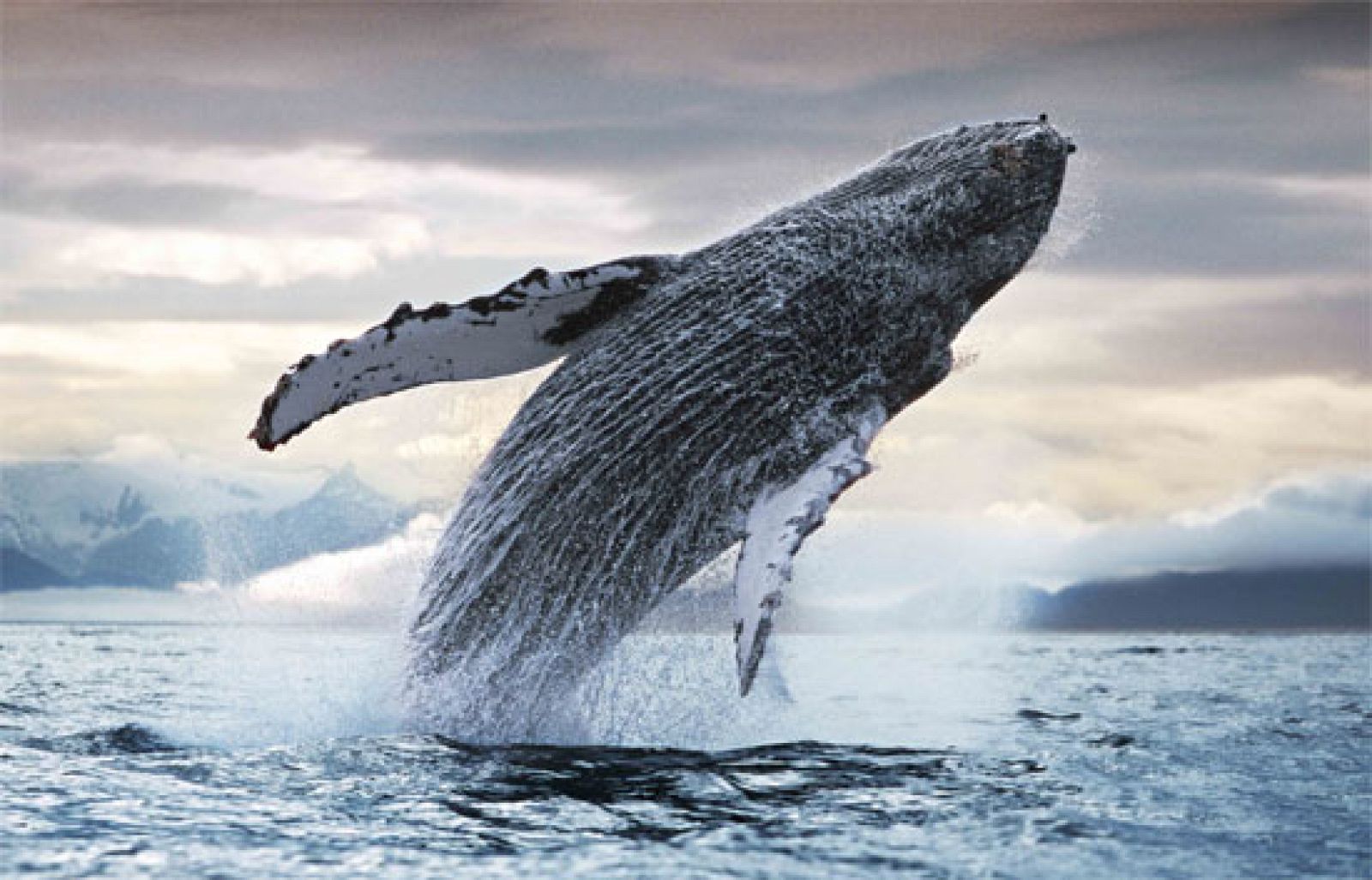 El mundo animal, en La 1 | Ver