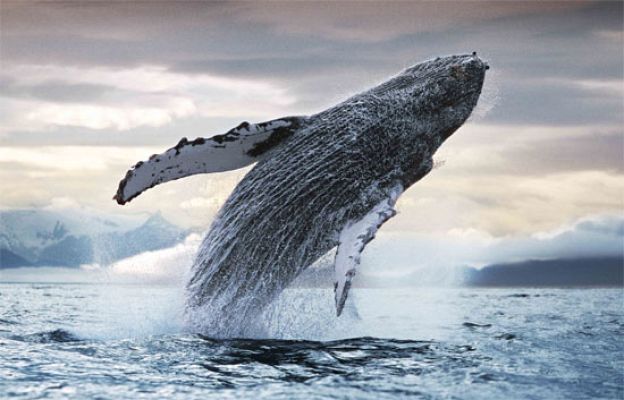  - El mundo animal, en La 1