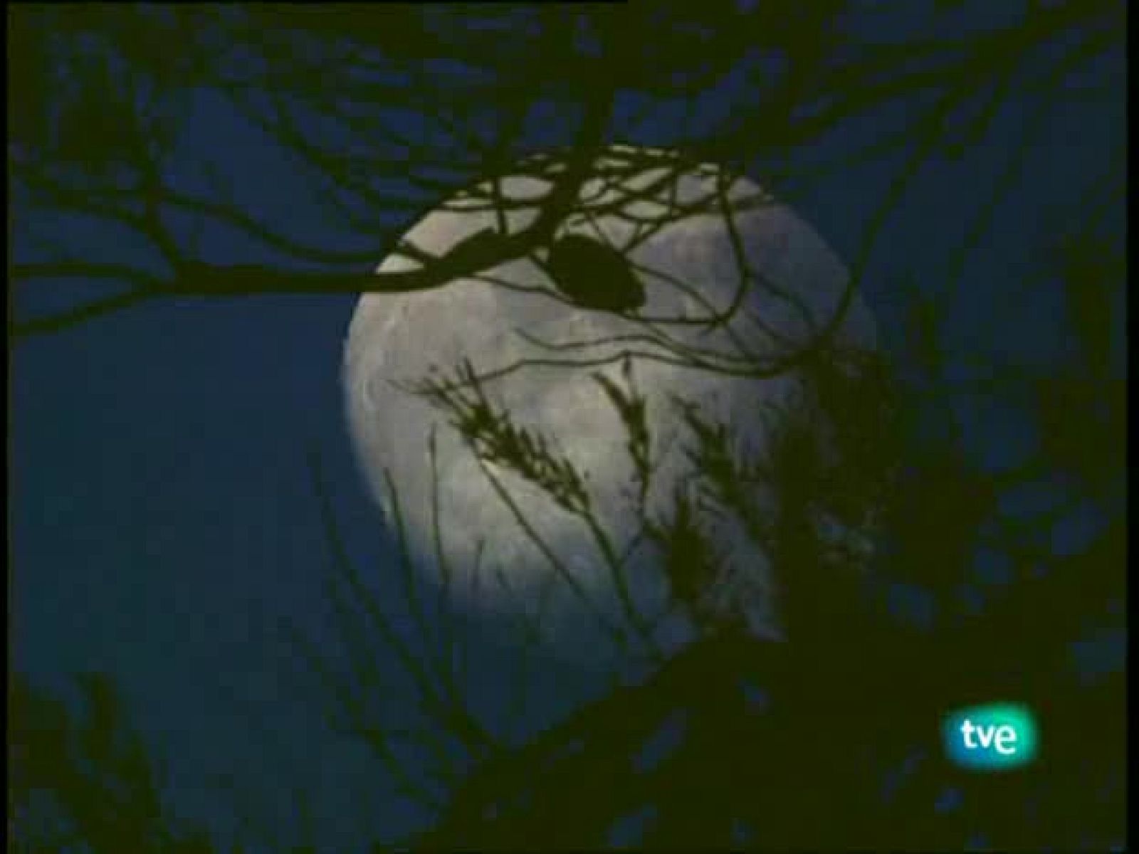 Jara y sedal - Carpas con mosca - Jara y sedal | Ver