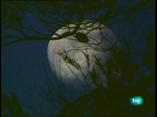 Jara y sedal - Carpas con mosca