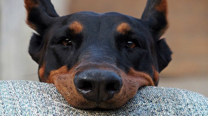 La mañana - La Mañana - En un Mundo de Perros: El Dóberman