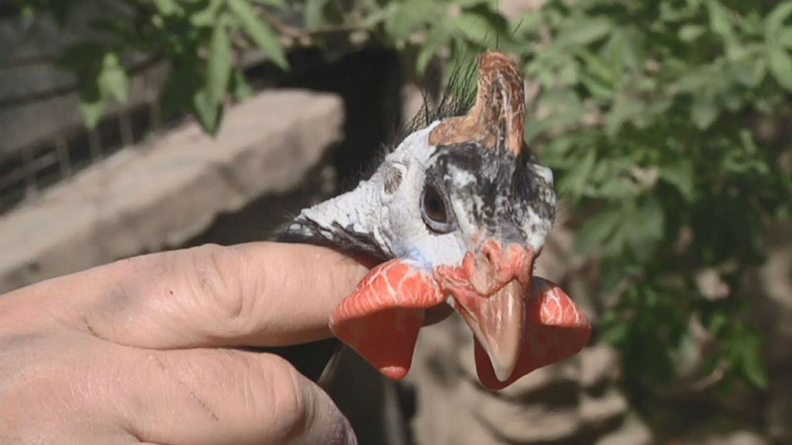 Gallinas que nos deja con la boca abierta