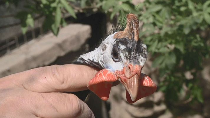 Aquí la Tierra - Gallinas que nos deja con la boca abierta