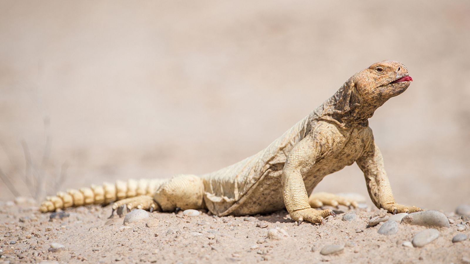 Grandes documentales - Infierno arábigo: A sangre fría - ver ahora