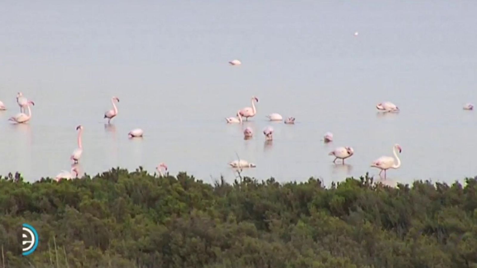 España Directo - 02/04/19 - ver ahora