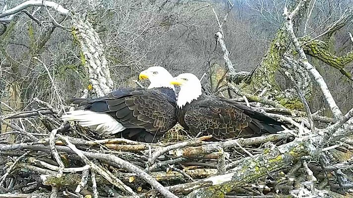 Telediario 1 - Justice y Liberty, una historia de amor