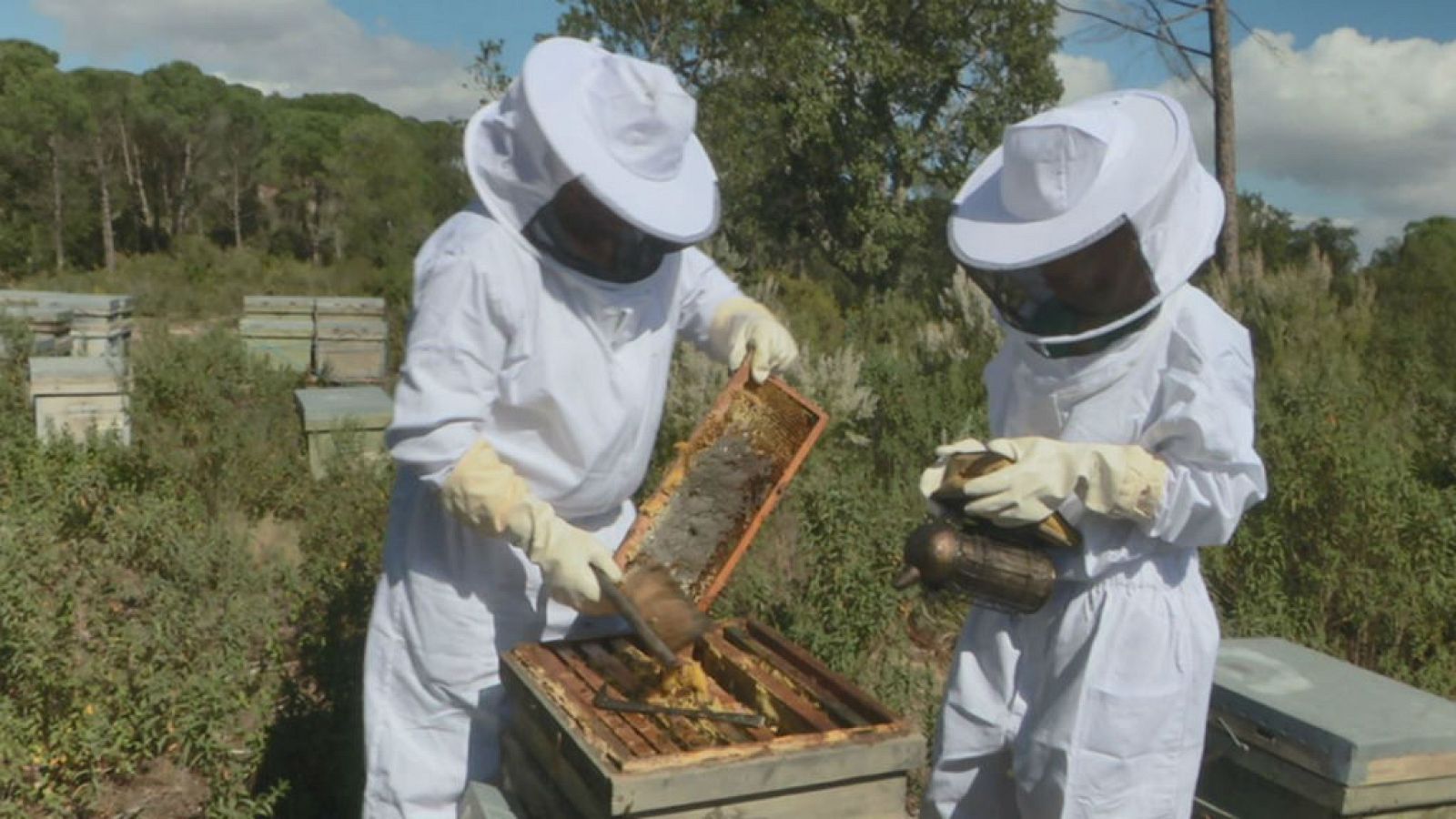 Abejas, flores y miel de sabores