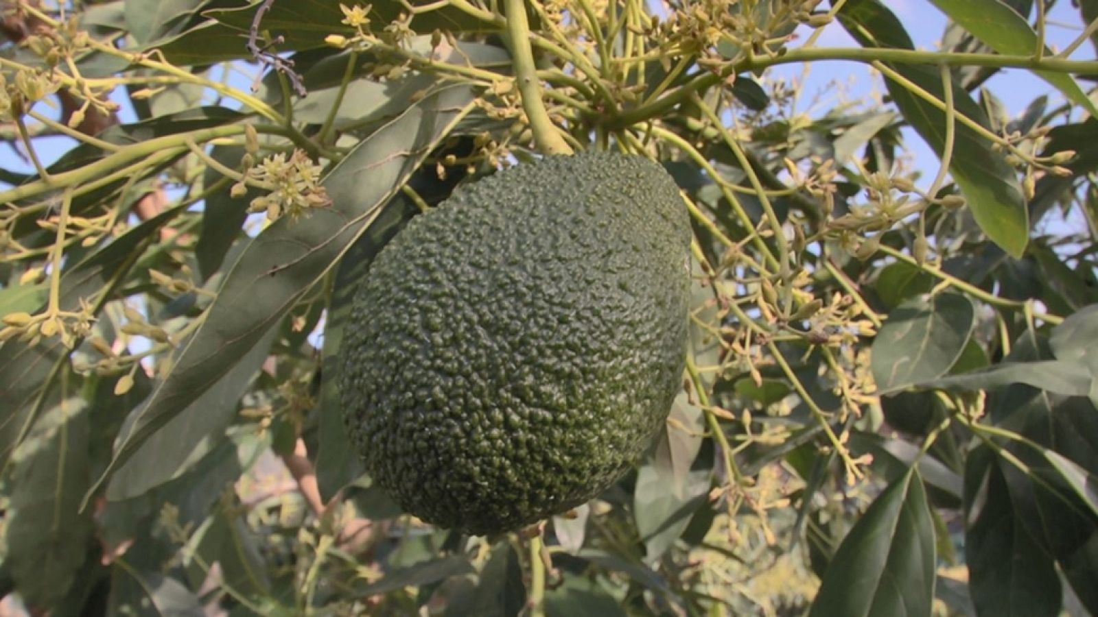 Aquí la Tierra - 04/04/19 - ver ahora