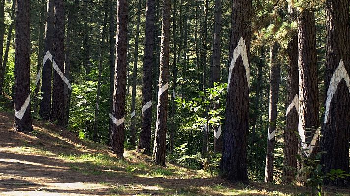 Telediario 1 - El Bosque de Oma pintado por Agustín Ibarrola se cierra al público por un hongo