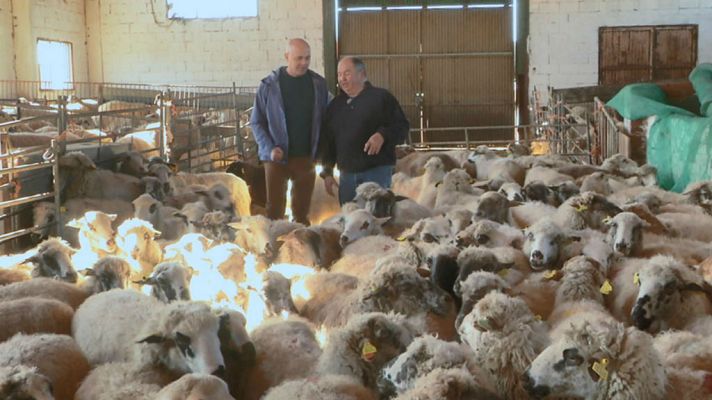 Aquí la Tierra - La churra colmenareña