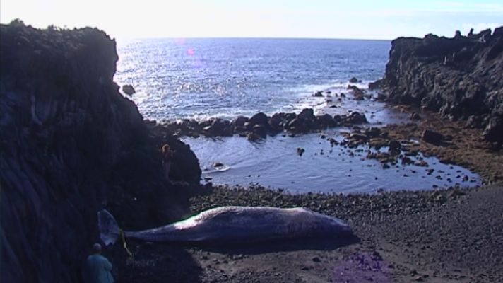 Telecanarias - Telecanarias 2 - 05/04/2019