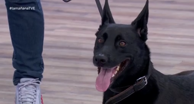 La mañana - En un mundo de perros. La perrita que busca explosivos