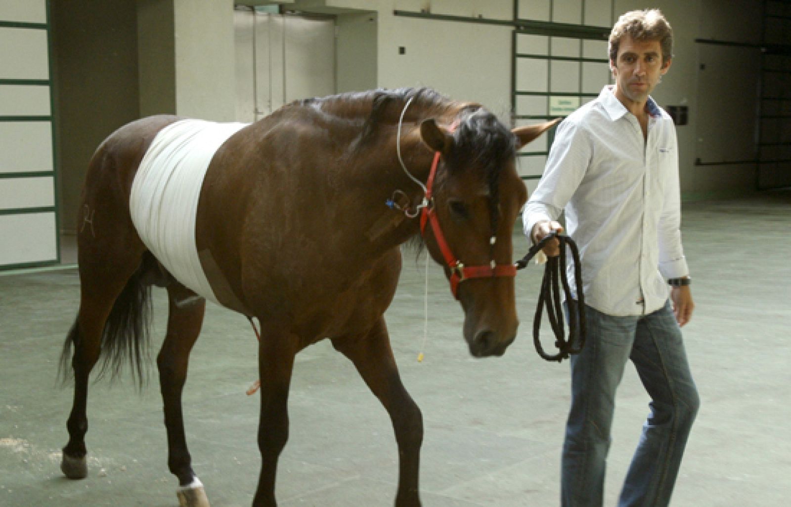 Pata Negra, un caballo que, sin quererlo, se ha convertido en uno de los protagonistas de la feria de San isidro | Ver
