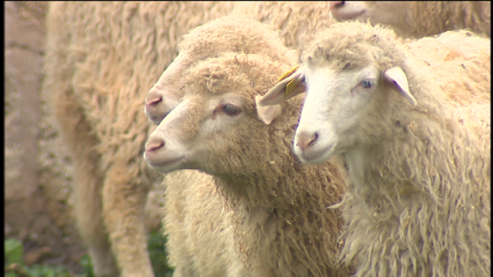 Telecanarias 2 - 09/04/2019