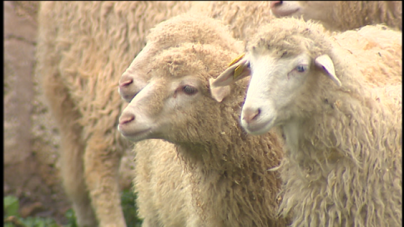 Telecanarias 2 - 09/04/2019