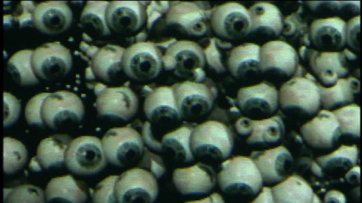 Telecanarias - Telecanarias 2 - 10/04/2019