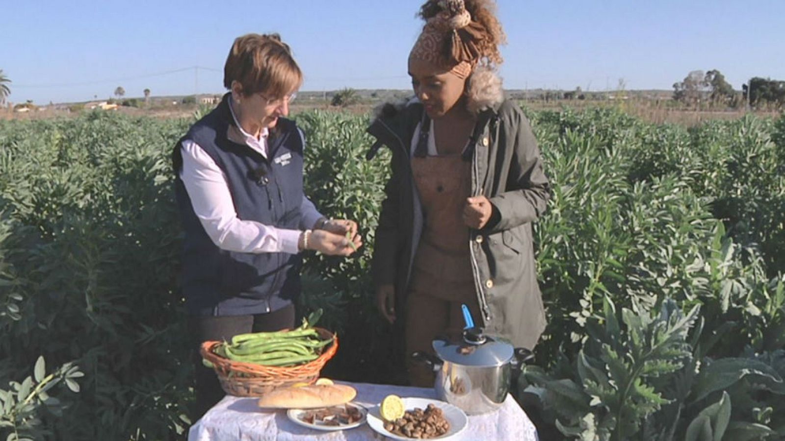 Habas de Alicante de temporada