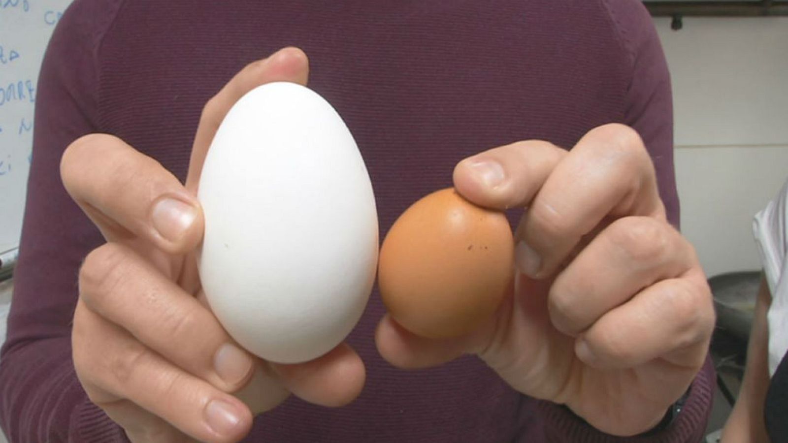 ¿Por qué cocinar con huevo de oca?