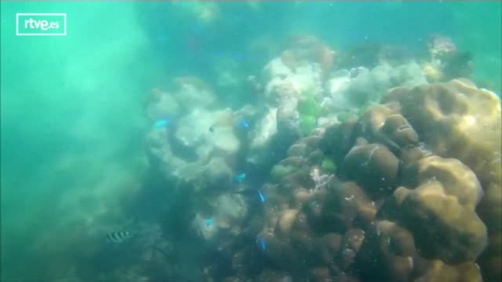 Viveros de coral para conservar arrecifes