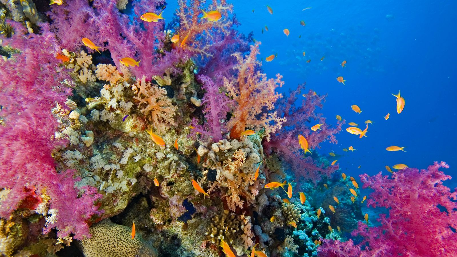 Viveros de coral para conservar arrecifes