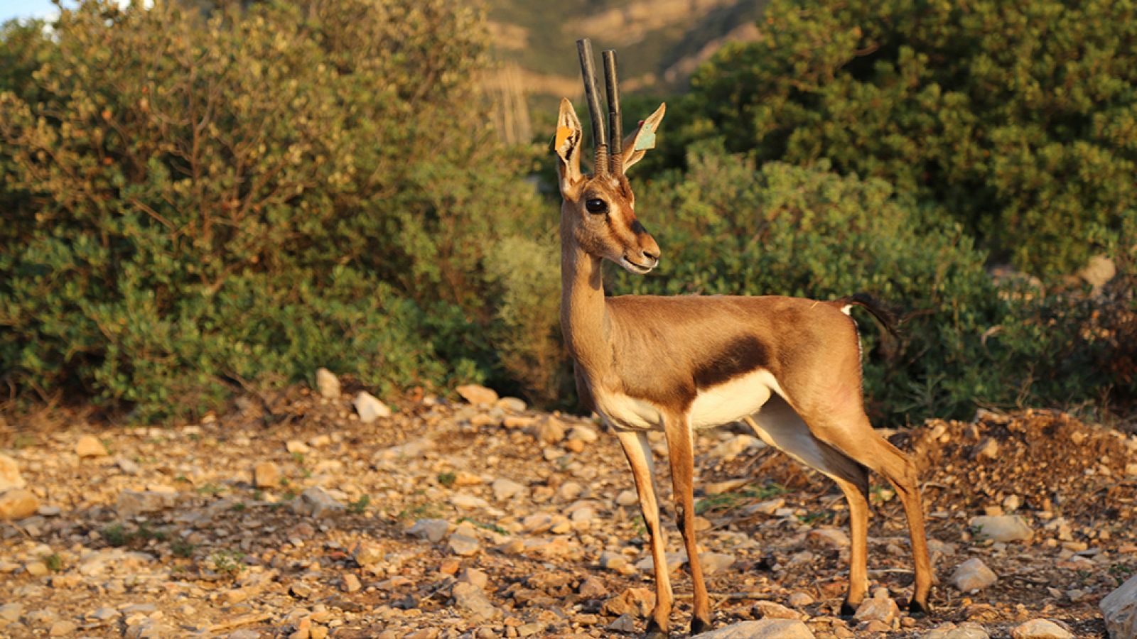 Otros documentales - Vuelta a casa - ver ahora