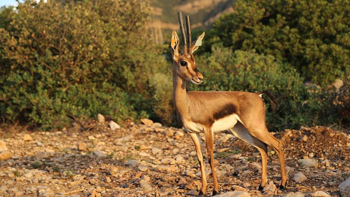 Otros documentales - Vuelta a casa