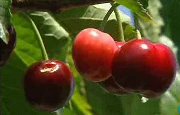 Zoom Tendencias - La ruta de la cereza: Jerte y Vera