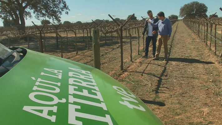 Aquí la Tierra - Geometría en las viñas