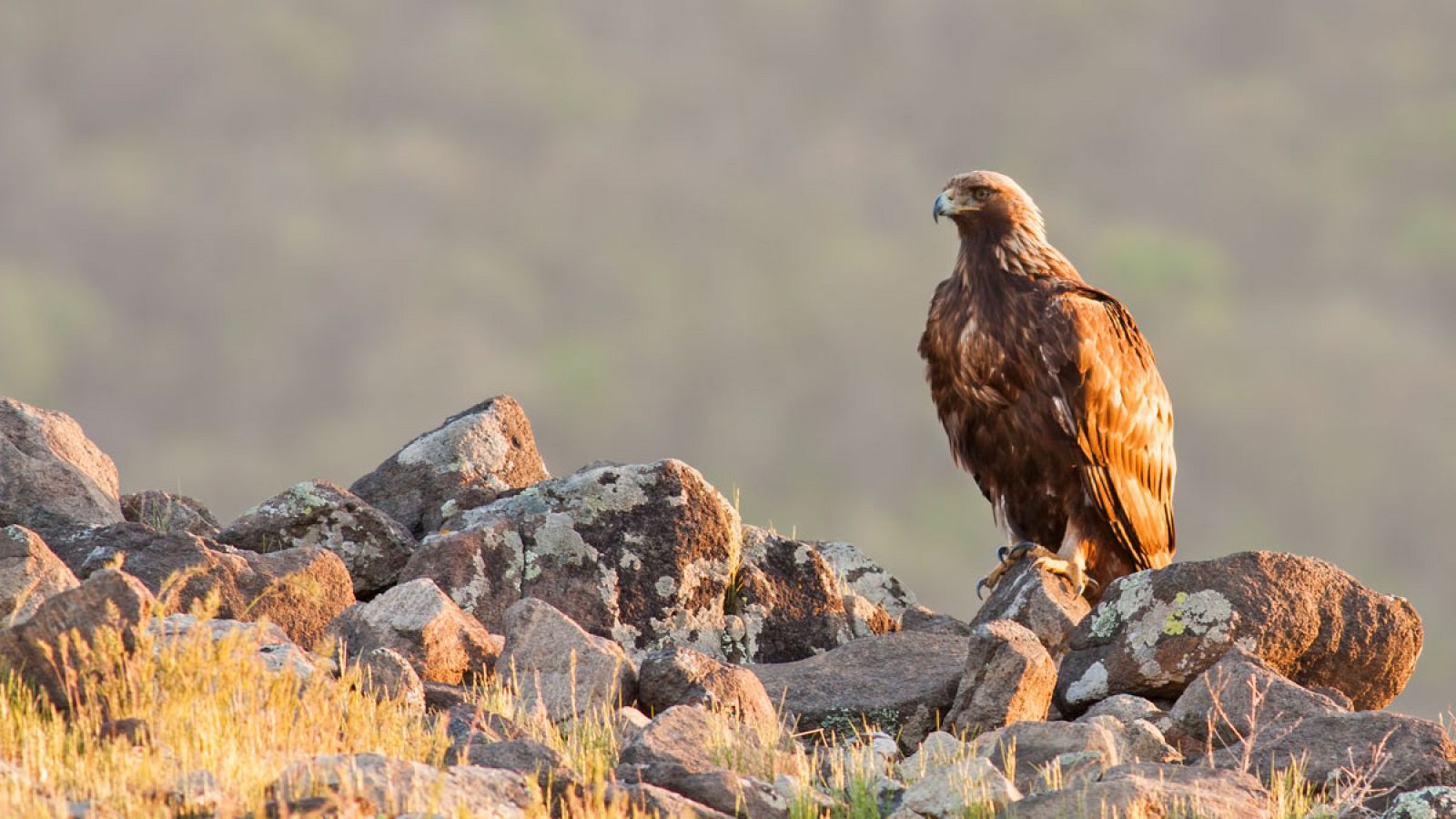 33.000 aves rapaces mueren cada año en España electrocutadas por los tendidos eléctricos - Ver ahora