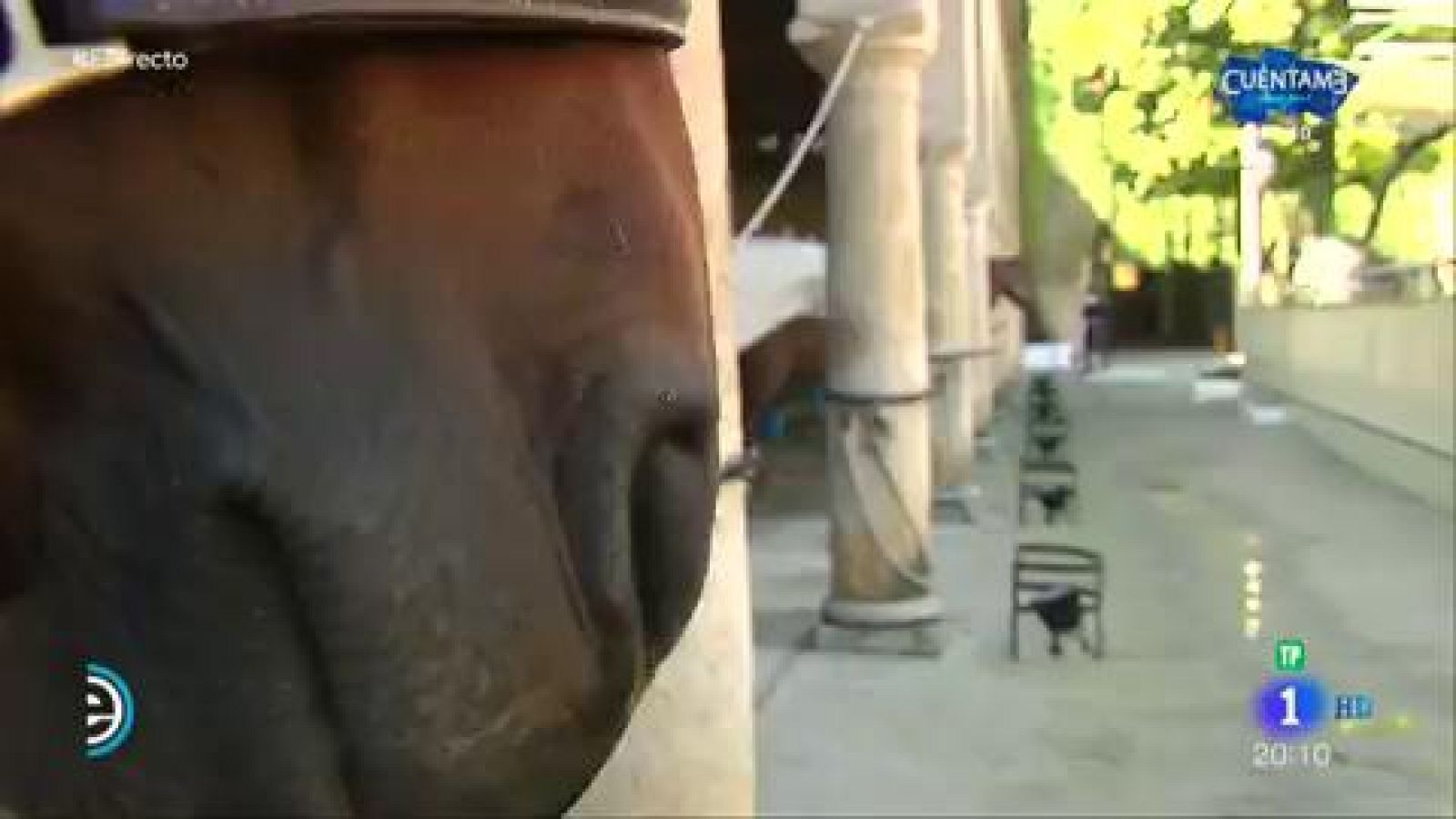 Caballerizas Reales de Córdoba - España Directo | Ver