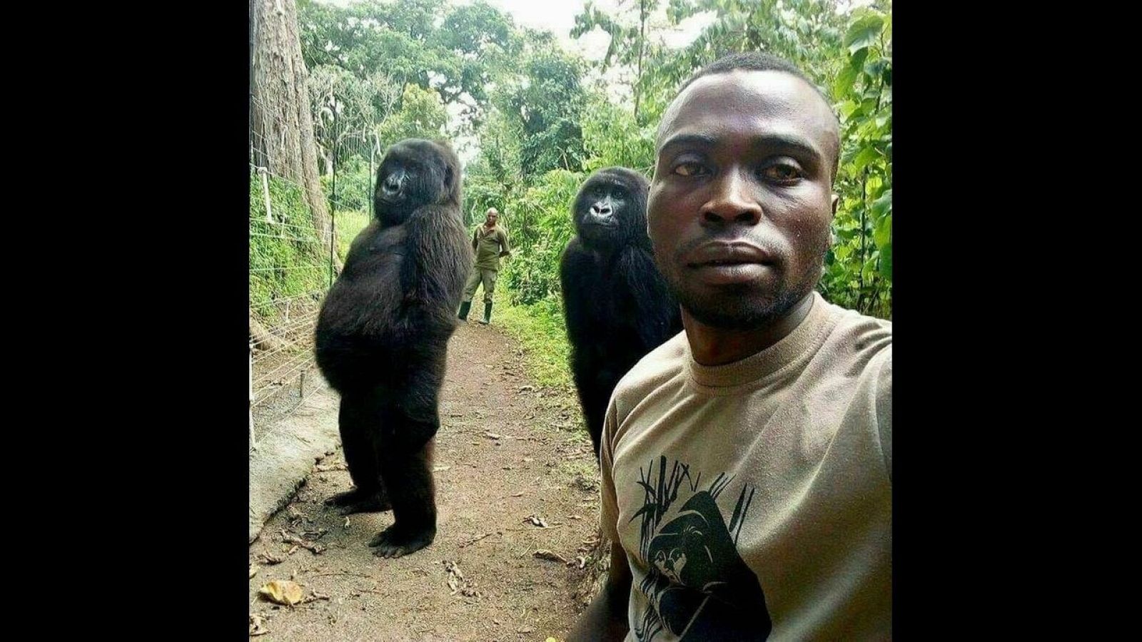Eran cuatro en un selfi. Dos de ellos, gorilas. Y su postura y actitud, casi humanas, la convirtieron en una foto viral. Viven en el Parque Nacional Virunga, en República Democrática del Congo, un lugar declarado Patrimonio de la Humanidad que escon