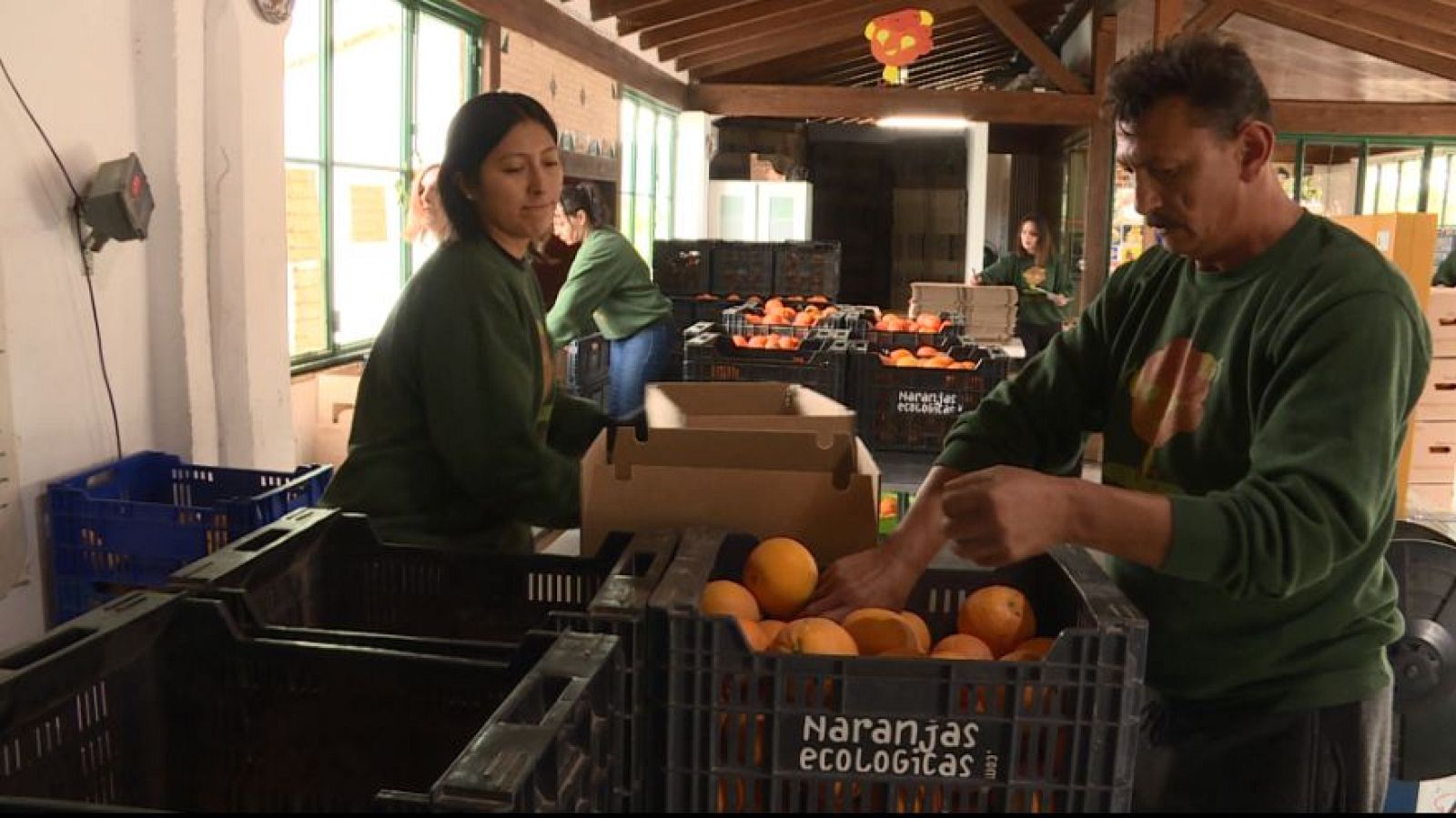 Repor - Cítricos críticos - Avance