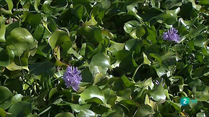 La 2 Noticias - El Jacinto de Agua como material artístico para combatir la maleza