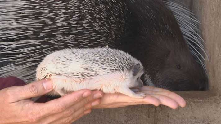 Aquí la Tierra - Érase un erizo y un puercoespín