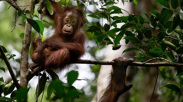 Telediario 1 - Un millón de especies animales y vegetales están en peligro de extinción