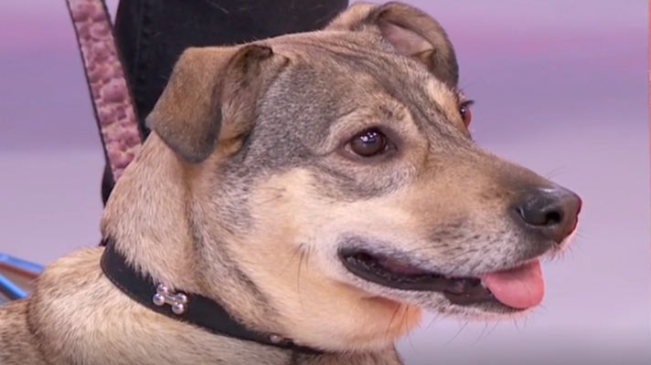 La mañana - La Mañana - En un mundo de perros