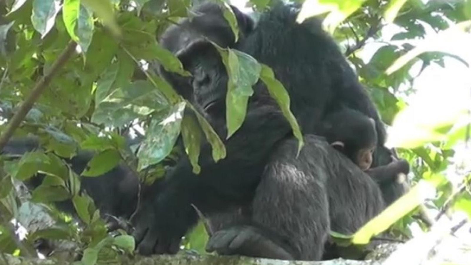 Una imagen se ha hecho viral por poco habitual: un chimpancé macho dominante cuidando y dando mimos a una cría. Entre los chimpancés adultos el infanticidio es una conducta habitual para asegurarse la estirpe, por eso es tan excepcional la conducta q