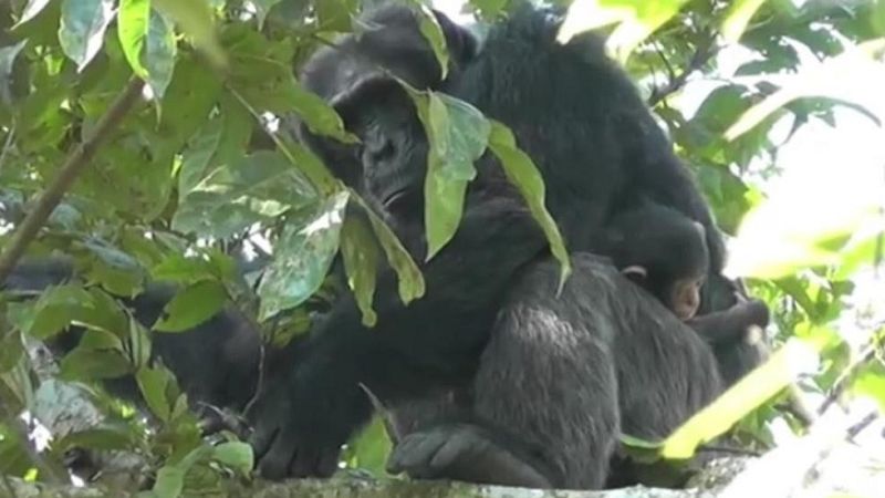 Una imagen se ha hecho viral por poco habitual: un chimpancé macho dominante cuidando y dando mimos a una cría. Entre los chimpancés adultos el infanticidio es una conducta habitual para asegurarse la estirpe, por eso es tan excepcional la conducta q