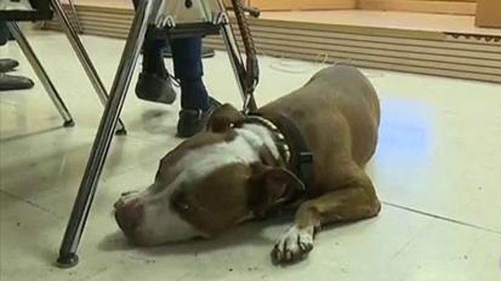 Telediario 1 - Por primera vez en España una perra víctima de malos tratos asiste a su propio juicio