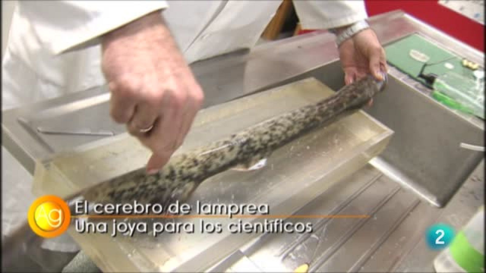 Primer Plano, Lamprea