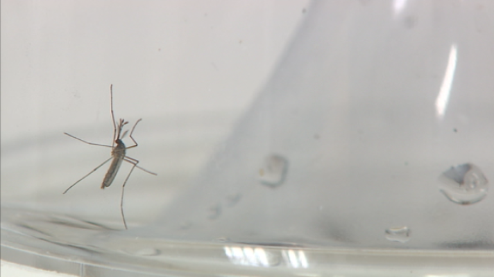 Telecanarias - Telecanarias 2 - 09/05/2019