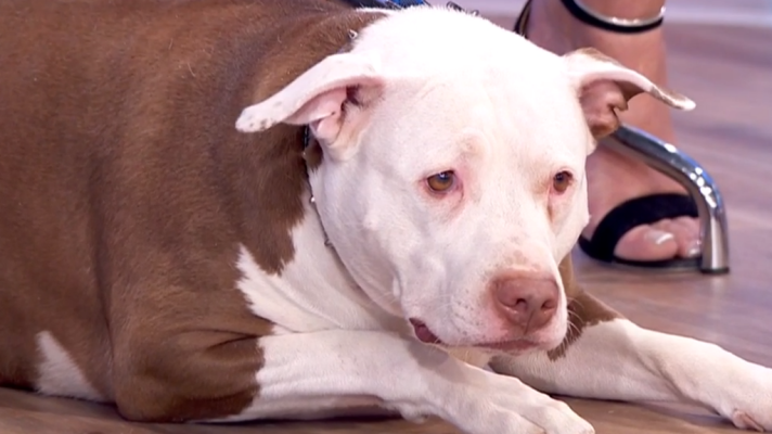 La mañana - En un mundo de perros: Kira, la perrita glotona