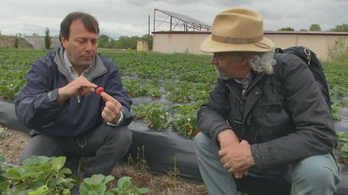 Aquí la Tierra - ¿De dónde vienen las fresas?
