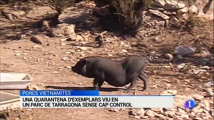 L'Informatiu - L'Informatiu - 14/05/2019