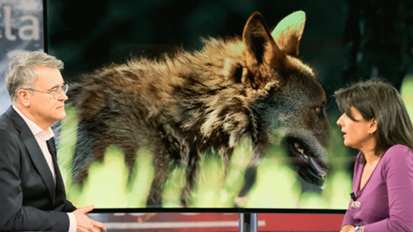 La aventura del saber. La situación de lobo, con Yolanda Cortés de WWF  ganaderia