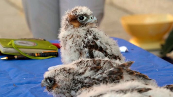 Informativo de Madrid - Informativo de Madrid 2 - 14/05/19