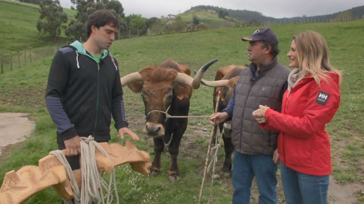 Aquí la Tierra - Bueyes de tiro de competición